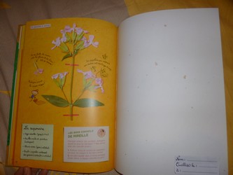 L'herbier de Jack 3 - Petite Plume - Les lectures de Liyah